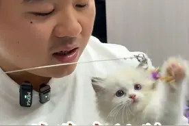 卖了这么久的猫 这种事情第一次发生到我身上!!#壮实说猫 #布偶猫视频封面