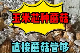 玉米芯种蘑菇，直接蘑菇管够，吃不完根本吃不完 #平菇种植 #食用菌栽培 #三农 #乡村振兴 #种植小技巧视频封面