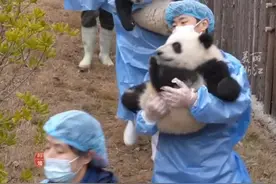#25只2024级新生大熊猫 给你拜年啦！视频封面