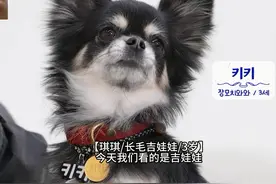 犬种百科|吉娃娃，我理解但就是不听 #吉娃娃 #汪星人 #小狗