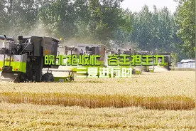 安徽北部地区迎来小麦收获高峰，由“谷王视频封面