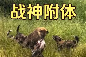 鬣狗遇到野狗群秒变社恐，抢起食物来瞬间战神附体 #神奇动物在抖音 #野生动物零距离 #动物之间的战斗 #鬣狗 #野狗视频封面