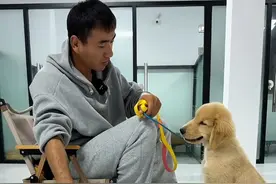 小金毛拿东西教程详细讲解 #小金毛的日常 #训犬 #上海训犬师 #金毛视频封面
