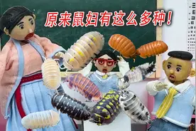 原来潮虫有这么多种，一个比一个可爱！