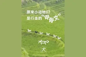 “野生”甲骨文来啦~ 原来小动物们都是行走的甲骨文呀，太可爱啦~ 古人真会造字 #甲骨文#中国汉字#传统文化（来源：博物汉字）视频封面