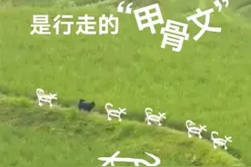 “野生”甲骨文来啦~ 原来小动物们都是行走的甲骨文呀，太可爱啦~ 古人真会造字 #甲骨文#中国汉字#传统文化（来源：博物汉字）视频封面