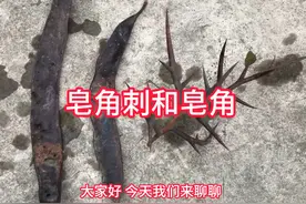 12月30日 皂角刺和皂角 #皂角刺#皂角 #皂角洗头发