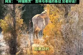 济南市民爬莲花山偶遇梅花鹿，相关部门：目前估计共有20余只 #国家一级保护动物 #梅花鹿 #济南莲花山 #山东生活日记 #热门推荐视频封面