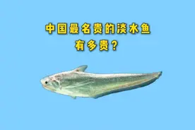 中国最名贵的10种淡水鱼有多贵？ #知识创作人 #淡水鱼 #知识科普 #黄河鲤鱼 #长江刀鱼