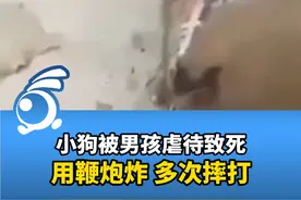 小狗被男孩虐待致死，用鞭炮炸多次摔打。 #社会新闻视频封面