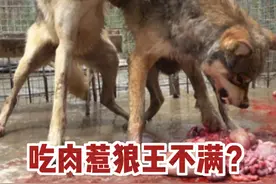 狼吃食物也分先后？臣子吃肉惹狼王不满，骑在脖子上一顿狂甩撕咬视频封面