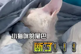 小猫咪的尾巴断了 #猫咪#兽医  #科学养宠攻略  #手术室日常视频封面