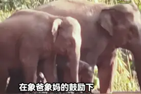 近日，云南西双版纳公路上演温情瞬间：象爸象妈教小象过马路，两侧路人都为它们让行。网友：我们人类一定会给它们满满的安全感！（记者王贤思、赵珮然）#秀我中国视频封面