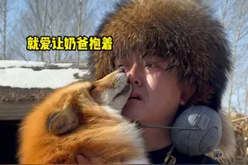 这小妲己一天都不让我休息啊，家人们你们说可咋办啊？#狐狸 #海龙家的白狐 #野生动物零距离 #动物的迷惑行为视频封面