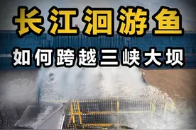 百米高的三峡大坝没有鱼梯，洄游鱼怎么翻越？鱼会灭绝吗？