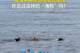 12月6日（采访时间），福建。小姐姐去海边钓鱼遇到一群小狗，在海中并排游泳无忧无虑，你见过这样的“海狗”吗？（第1眼TV-华龙网原创采访@淘淘在平潭 ）视频封面