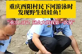 长1.2米，重31.5斤！#重庆酉阳村民下河游泳时发现一条野生娃娃鱼 ，系国家二级重点野生保护动物，无受伤迹象且体征正常，已放生到自然保护区。#重庆dou知道