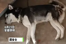 6月23日，安徽蚌埠。哈士奇闯祸咬死多只鸡鸭后，本想让它主人拿鸡鸭来换，结果发现是自家亲戚的，“算了”！#二哈 视频封面