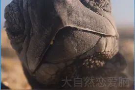 海龟们的致命游戏！ #动物解说 #动物世界 #神奇动物在抖音视频封面