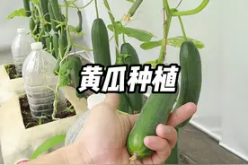 如何在家种黄瓜，简单几步教会你，阳台小院均可种植 #黄瓜种植