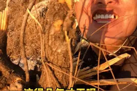 听说用麻梨疙瘩做的蝈蝈笼特好看，上山找块麻梨疙瘩做一个 #我的乡村生活 #农村生活 #户外视频封面