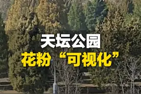 近日 北京，网友拍下天坛公园花粉“可视化”，“这不是沙尘暴 是圆柏花粉”，网友：“过敏星人”屏幕前瑟瑟发抖视频封面