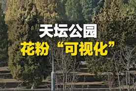 近日 北京，网友拍下天坛公园花粉“可视化”，“这不是沙尘暴 是圆柏花粉”，网友：“过敏星人”屏幕前瑟瑟发抖视频封面
