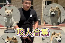 柴犬劝退篇，看完不后悔。全网训犬学校的常客。性格不好是常态 #北京训犬 #柴犬 #柴犬日常 #北京宠物训练 #柴犬咬人视频封面