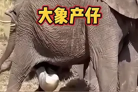 大象生下小象，每一个生命诞生的，一定遭遇各种危险 #动物世界 #大象 #野生动物零距离 #神奇动物在抖音 #野生动物视频封面
