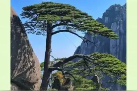 终于知道黄山迎客松，为什么是我国最贵的树了#黄山 #迎客松 #旅游视频封面