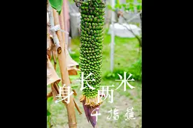 只有拇指大的美味香蕉，世界上最小的小香蕉，你见过吗#植物