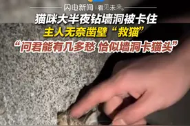 1月26日（采访），安徽宿州，猫咪大半夜钻墙洞被卡住 主人无奈凿壁“救猫” “问君能有几多愁 恰似墙洞卡猫头”视频封面