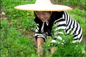 益母草正长的旺盛，今天分享益母草膏的做法，简单有美味，女性喝了好处多#农村生活 #我的乡村生活 #大自然的馈赠 