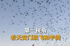 10月1日，北京，第一视角看天安门升旗仪式上，一万多只和平鸽一起放飞瞬间。鸽子主人：鸽子是有偿借用的，放完了自己飞回家。#和平鸽视频封面
