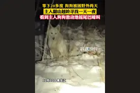 零下20多度狗狗被困野外两天，主人翻山越岭寻找一天一夜。（来源：生活帮）视频封面