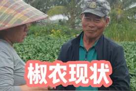 一斤辣椒，它买不到一瓶矿泉水，我们都讲谷贱伤农，菜贱也伤农啊#优质农产品 #海南辣椒 #辣椒滞销 #我为家乡农产品代言#农业种植视频封面