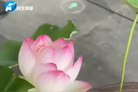 河南开封出土的北宋莲子，孕育出二代宋莲绽放花朵，网友：尘封千年宋莲“穿越”而来#荷花 #两朵千年宋莲在浙大绽放 #河南dou知道    视频封面