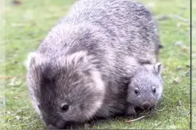 为什么袋熊的粑粑是方形的？ #袋熊 #方形粑粑兽 #袋熊拉的便便是方形的 #动物科普