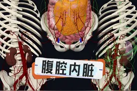 3D带您了解腹腔的所有内脏 #解剖学 #医学生 #医学科普 #健康科普