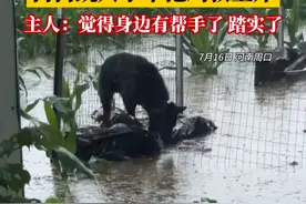 7月16日，河南周口，暴雨淹了养鸡场，狗狗跳入水中把鸡救上岸。主人：觉得身边有帮手了，踏实了。视频封面