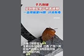 在收衣服时如果发现虫卵，不要用手直接碰触，可以用刷子或牙签把粘住的虫卵刷掉，之后再将衣物重新清洗干净即可。 #臭屁虫泛滥 #千万别碰 #高发期 #产卵繁殖视频封面