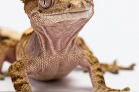 睫角守宫简介6/9 走位最骚的灭绝动物