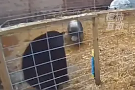 黑熊跳入猪圈捕食，却被两头猪打得落荒而逃 #黑熊捕猪视频封面