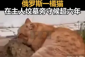 俄罗斯一橘猫在主人坟墓旁守候超六年