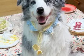 卡卡也是步入中年的小孩了~ #陨石边牧 #奥利与奥斯卡视频封面