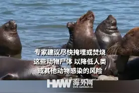 巴西超900头海豹海狮死于禽流感视频封面