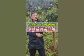 想要种好一株枇杷树，首先从嫁接育苗开始。 #枇杷种植 技术分享，从苗木培育、定植定杆、修枝整形、病虫害防控等全方面介绍枇杷种植过程中的各项技术细节。#沃丰枇杷调控技术解决方案 #沃丰农业服务 #枇杷种植技术#枇杷嫁接技术视频封面