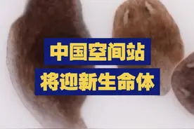 中国空间站将迎新生命体 中国空间站将迎来新生命体“涡虫”，其拥有强大再生能力，生命历程已超过5.2亿年。视频封面