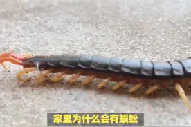 家里为什么会有蜈蚣，传统文化中，有什么讲究？ #传统文化 #知识视频封面