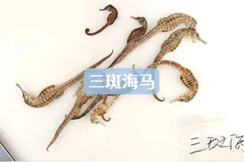 三斑海马 比较常见的一种海马视频封面